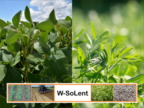Clap de fin pour W-SoLent : le projet d'accompagnement des producteurs de soja et de lentille !