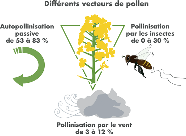 différents vecteurs de pollen pour le colza