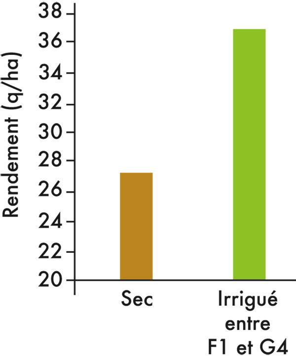 rendement par stade d'irrigation