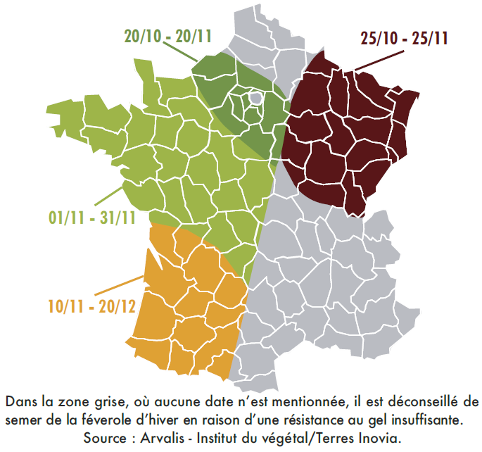 Dates de semis pour la féverole d'hiver bio