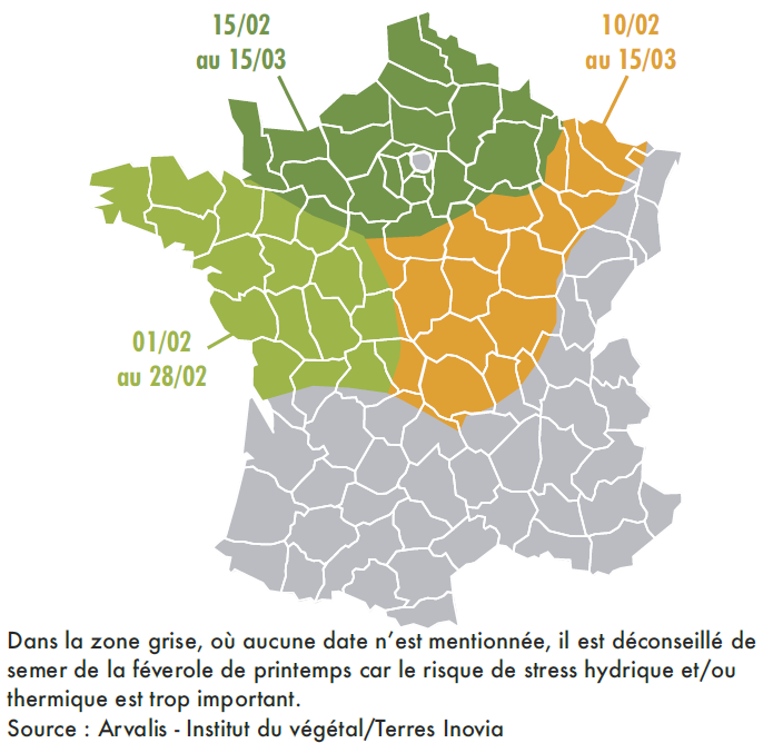 dates de semis féverole bio