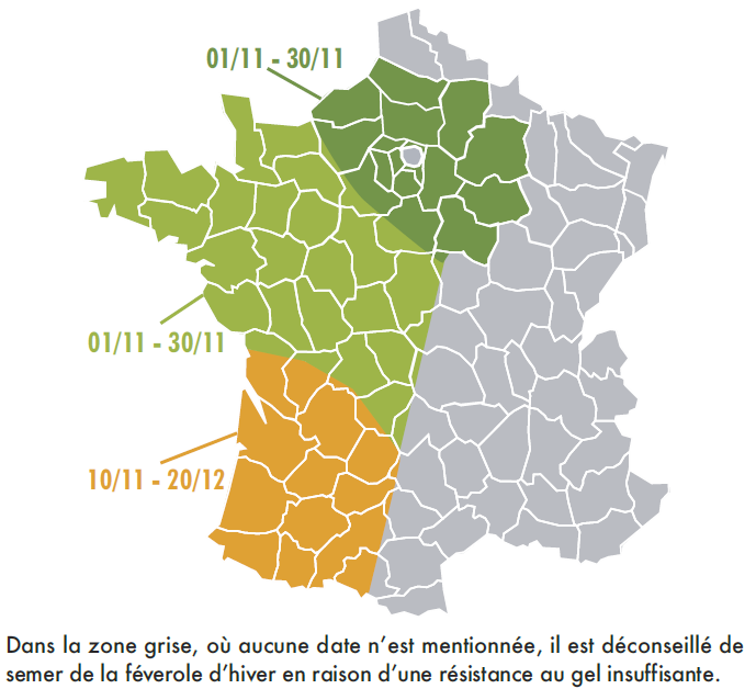 date de semis optimale de la féverole hiver