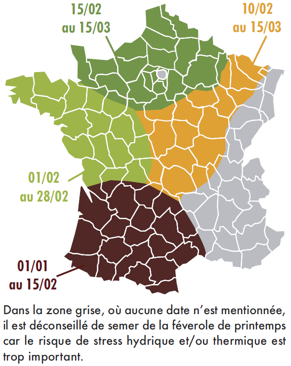 date de semis optimale de la févrole de printemps
