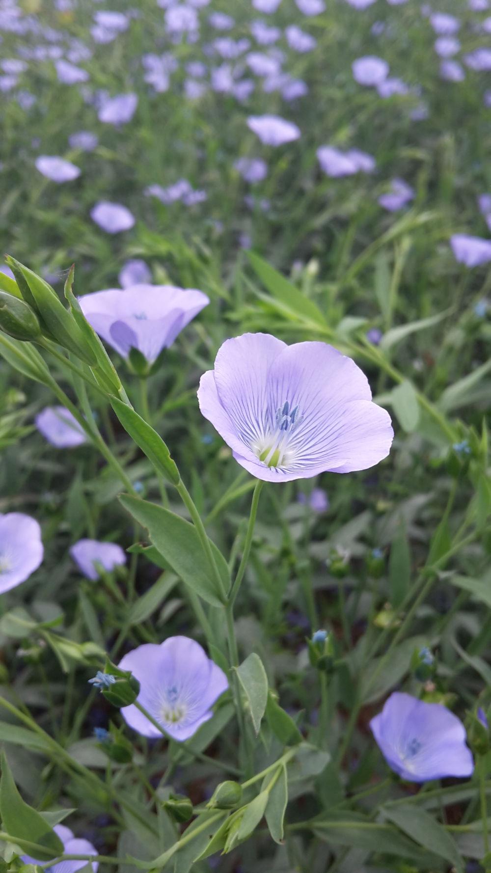 Atouts agronomiques lin