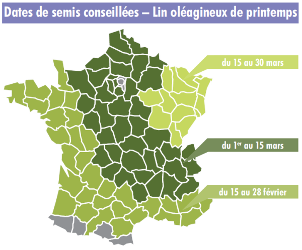 dates de semis conseillées pour le lin oléagineux de printemps