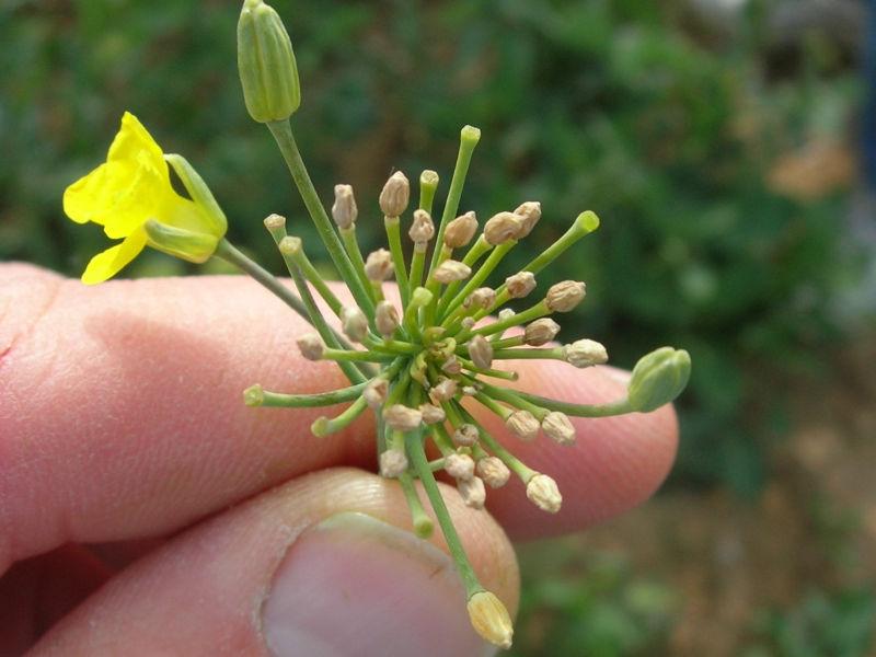 Dégâts de méligèthes sur boutons de colza