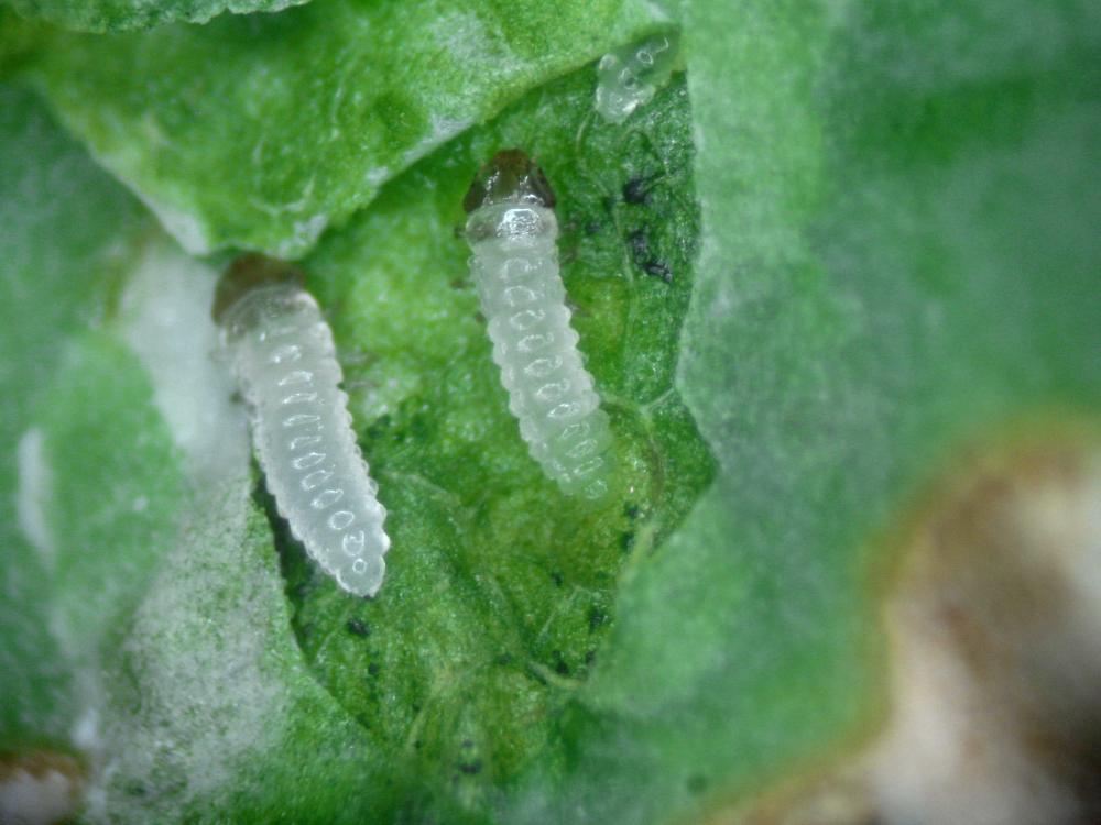 Larves de Xenostrongylus sp. sur feuilles de colza 