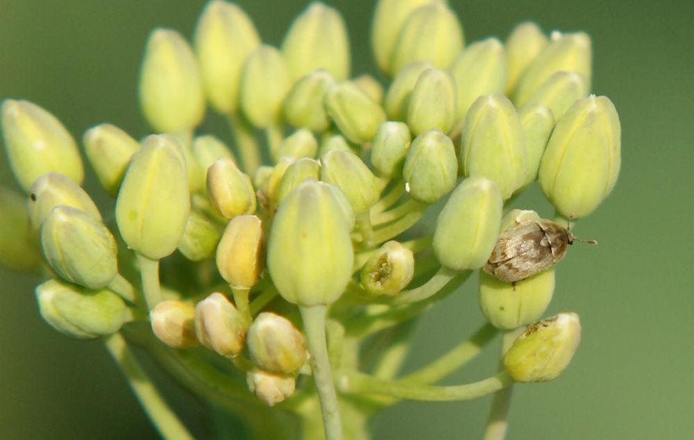 Xenostrongylus sur boutons de colza