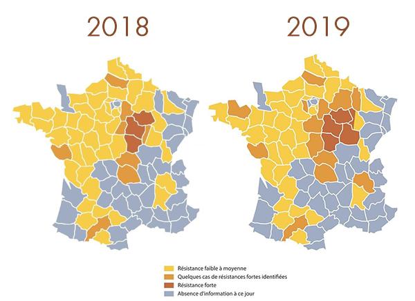 Carte des résistances altises 2018 et 2019