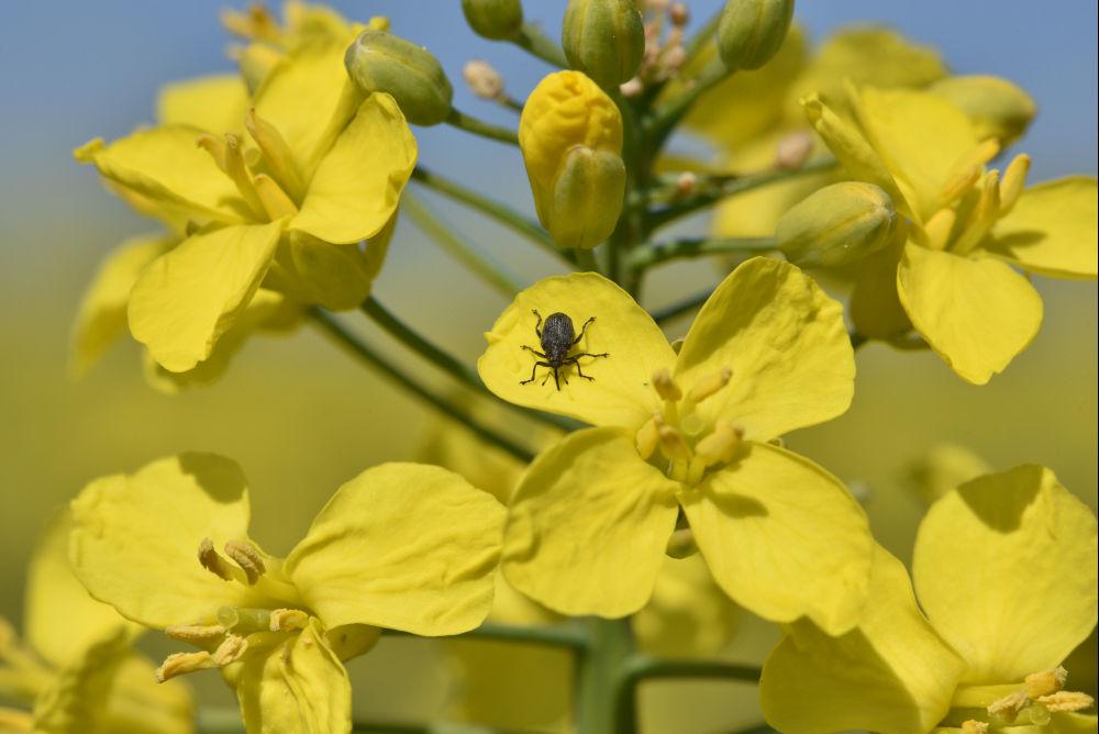 charançon des siliques sur colza à floraison