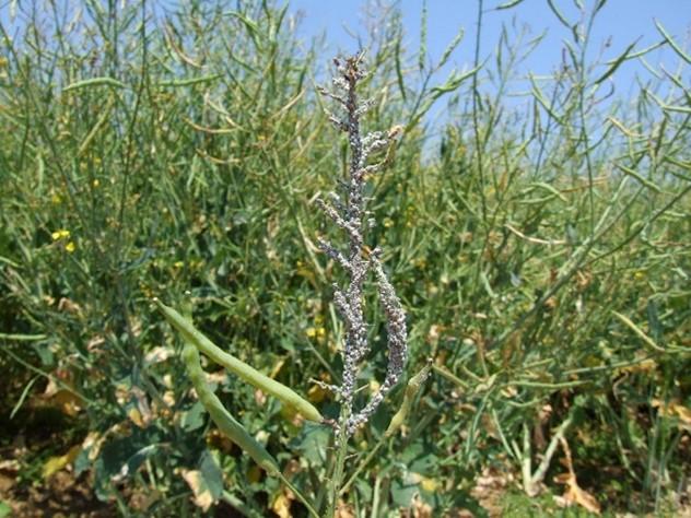 pucerons cendrés sur siliques colza