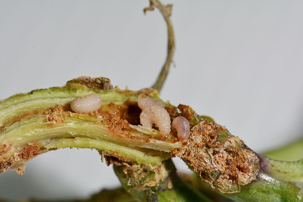 larves charançon du bourgeon terminal dans colza