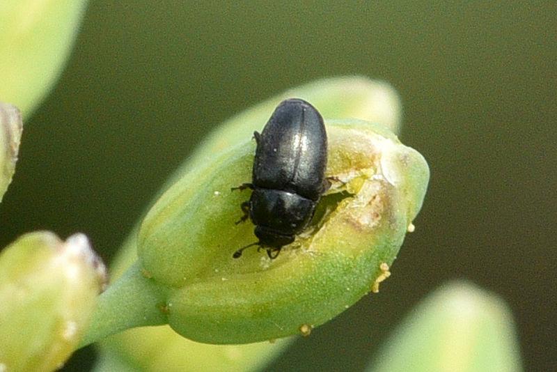 méligèthe adulte sur boutons de colza