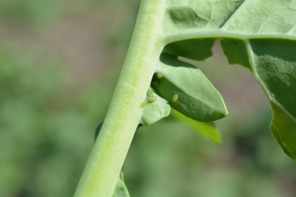 pucerons verts dans colza