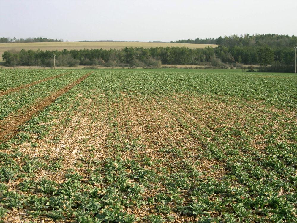 présence de nématodes dans un champ de colza