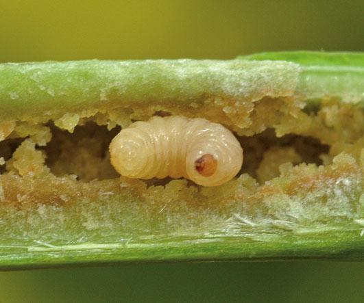 Identifier la présence de larves de charançons de la tige et de méligèthes  - Terres Inovia