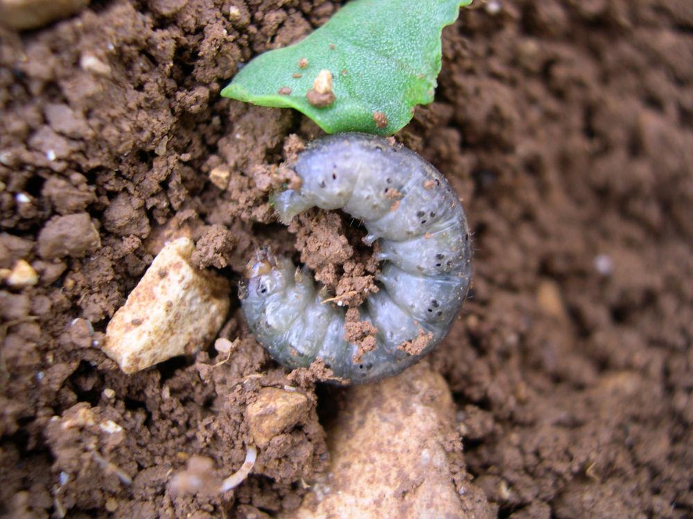 noctuelles terricoles