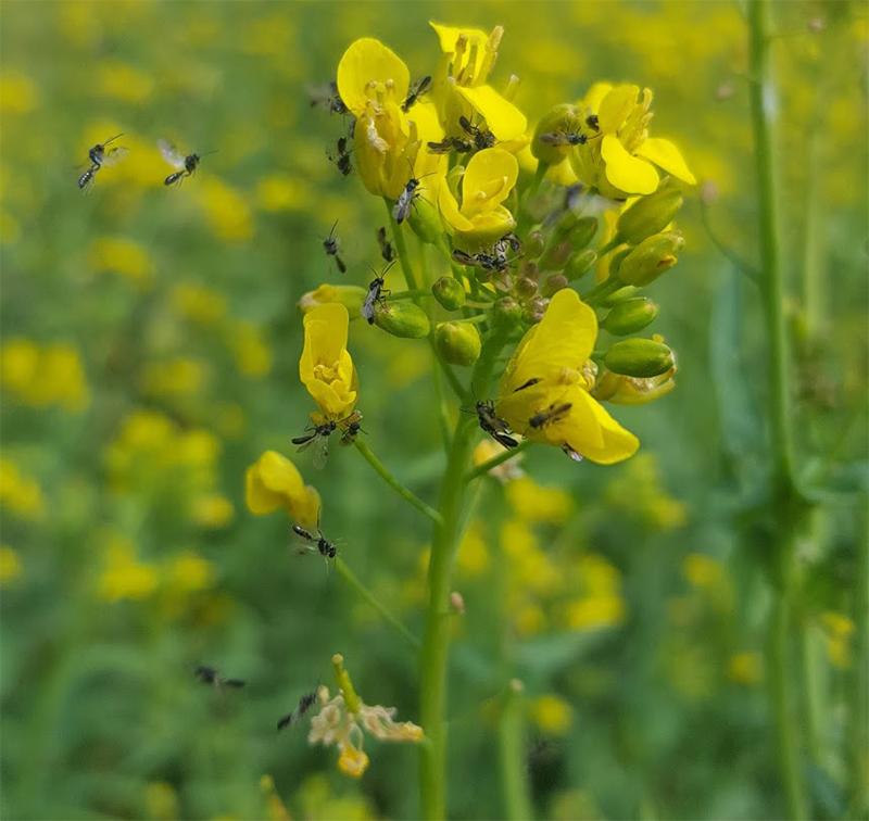 Hyménoptères parasitoïdes sur inflorescence de navet