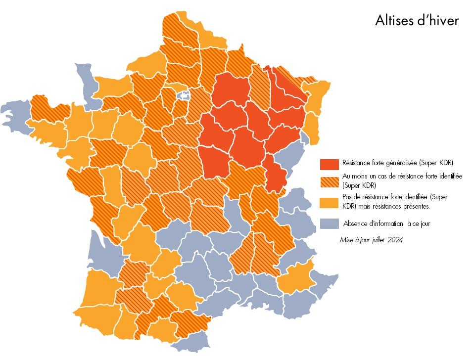 carte résistance grosse altise colza 2023