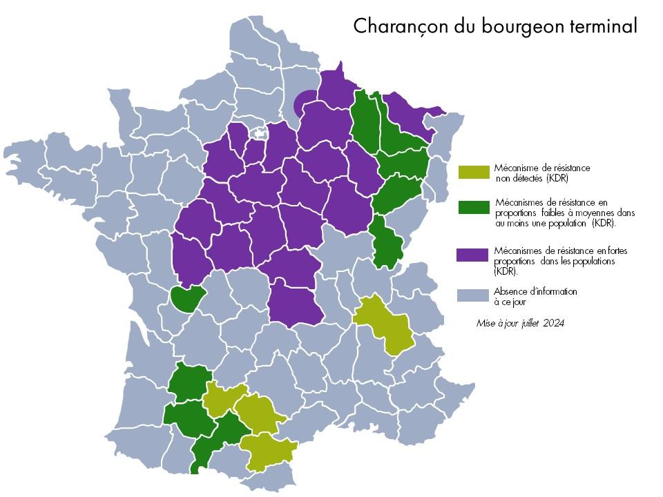 carte résistance charançon du bourgeon terminal colza 2022