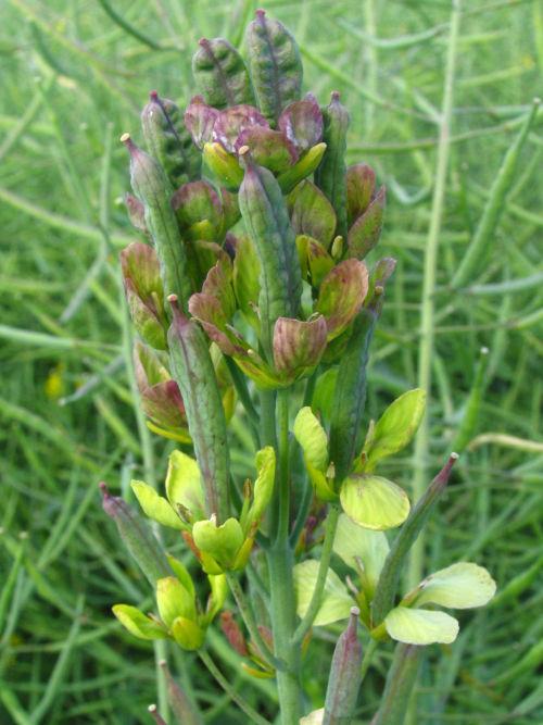 phyllodie sur colza à la floraison