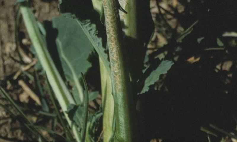 tige de colza abîmée par cylindrosporiose 