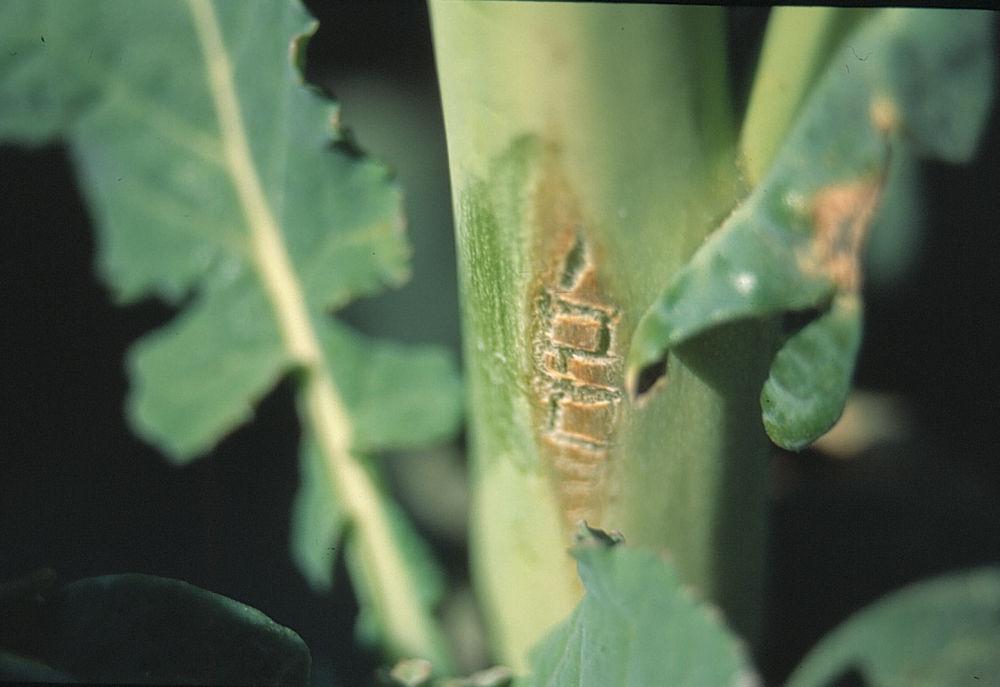 tige de colza abîmée par cylindrosporiose 