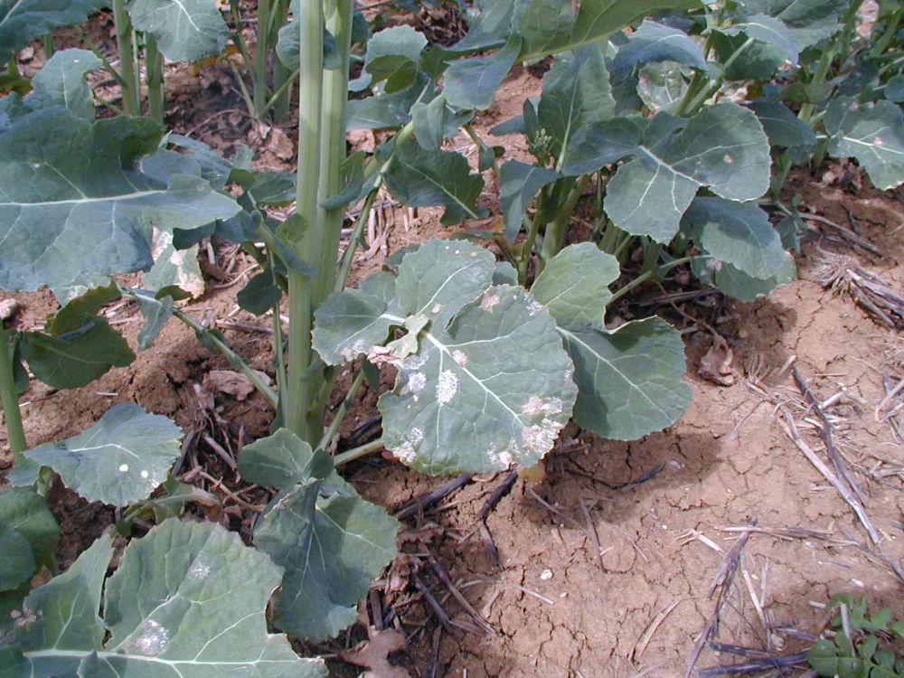 taches cylindrosporiose sur feuilles de colza