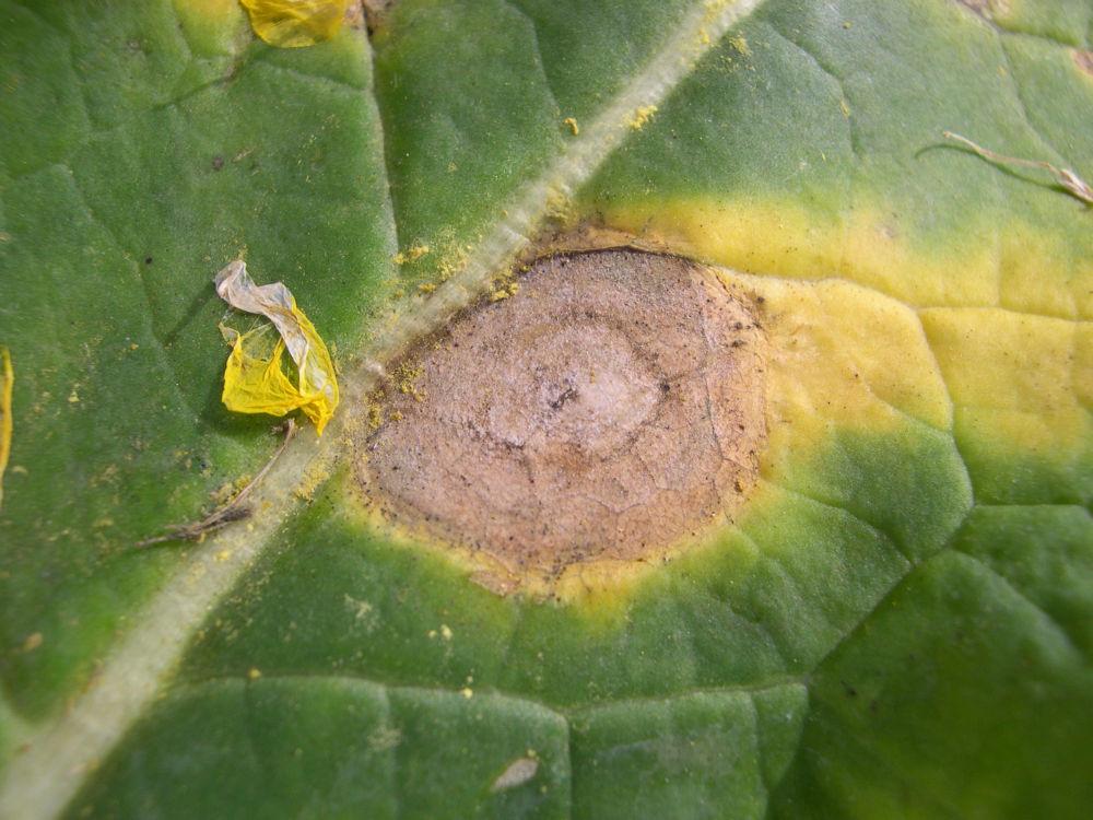 tache mycosphaerella sur colza à floraison