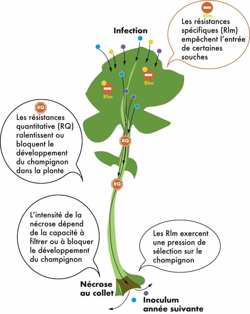 schéma phoma