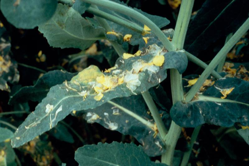 Sclérotinia sur feuilles de colza à floraison