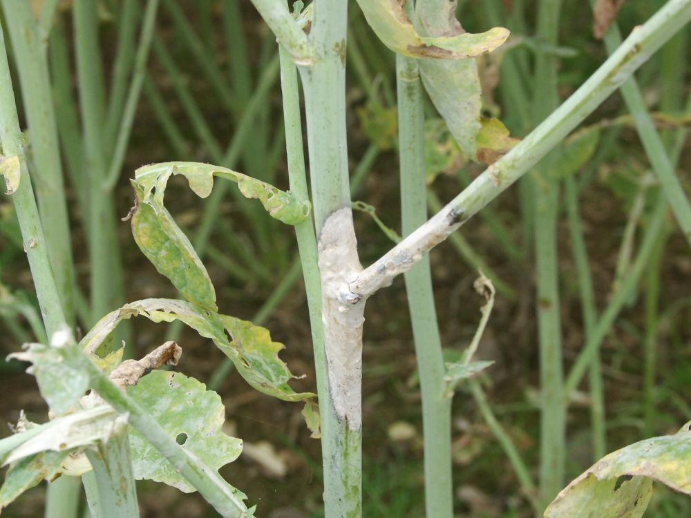 Sclérotinia sur tige de colza à floraison