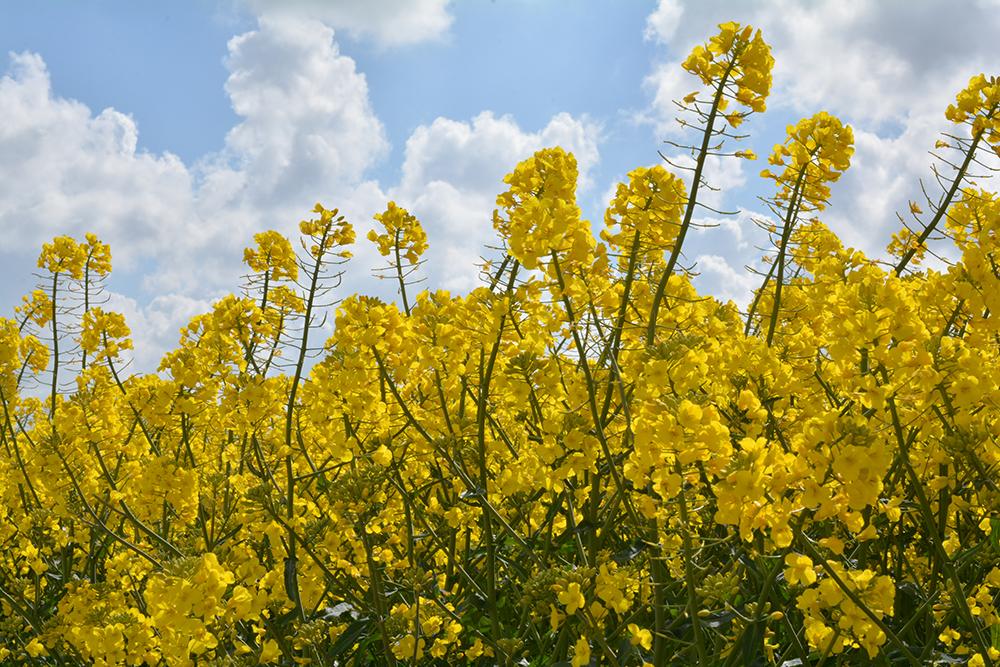 Colza en floraison