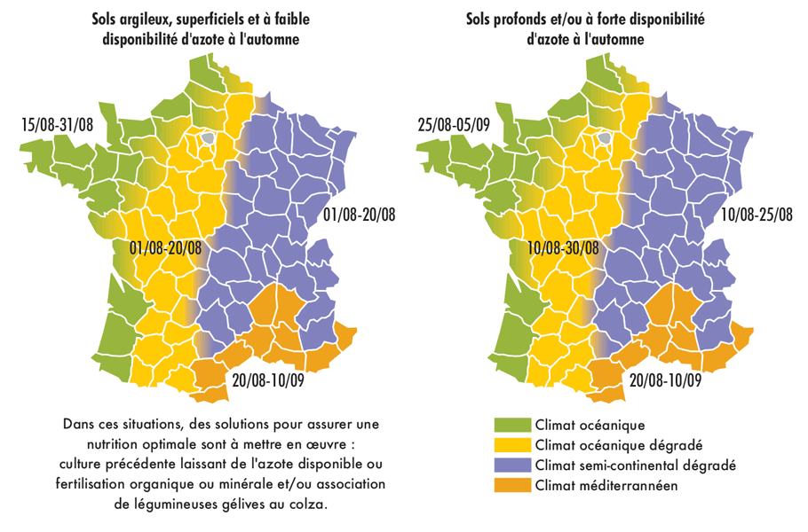 Semis et sursemis : le guide!