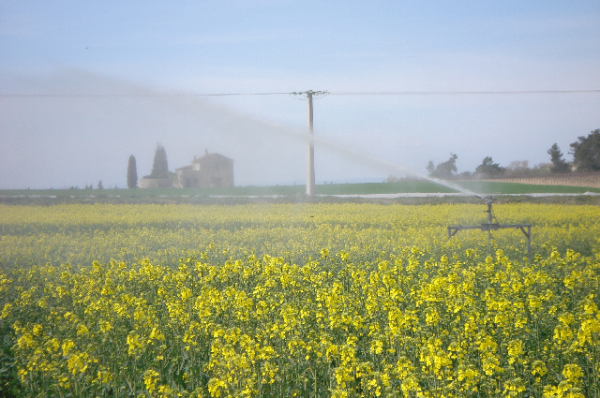 irrigation du colza en période de floraison