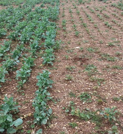 différence variétale orobanche rameuse