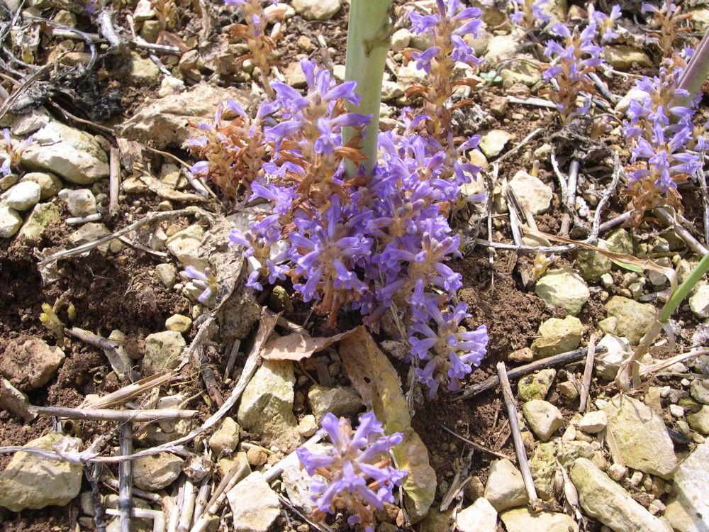 orobanche rameuse dans colza