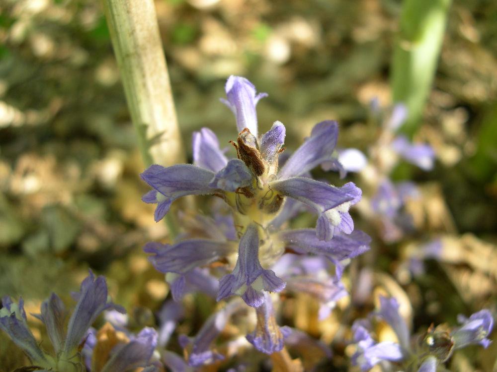 orobanche rameuse