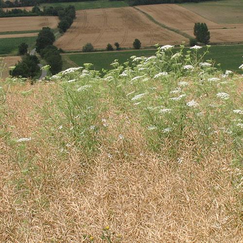 ammi majus à floraison