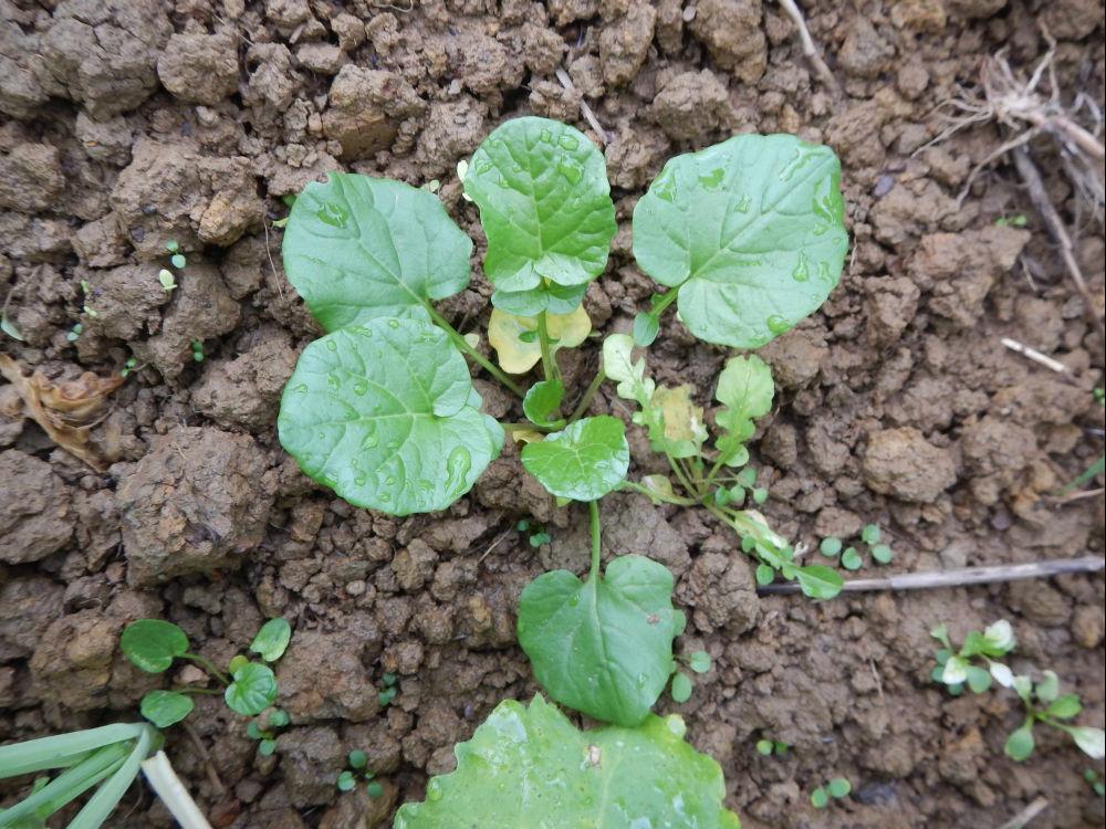 barbarée plantule