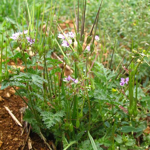 erodium cicutarium 