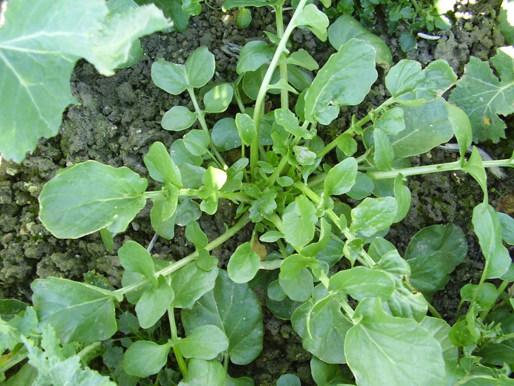 barbarée plante adulte