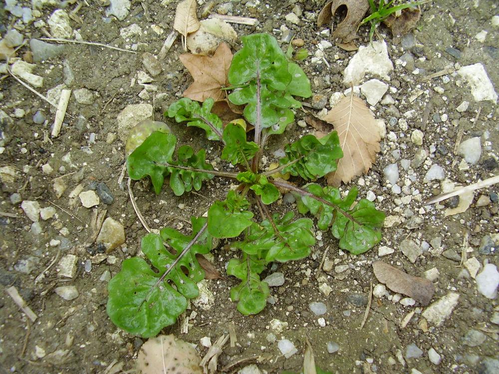 calépine plante adulte