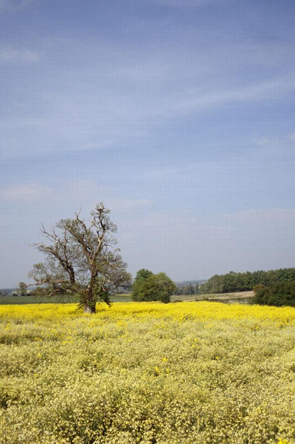 champ de moutarde