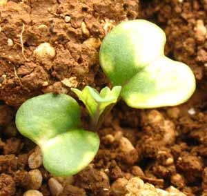 colza cotyledons