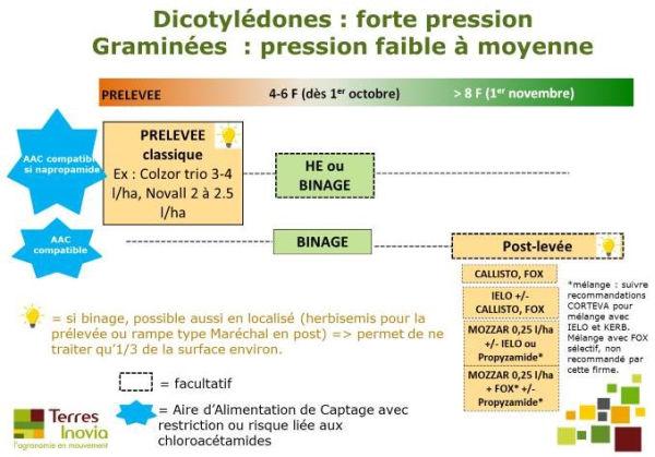 Dicotylédones : fortes difficultés