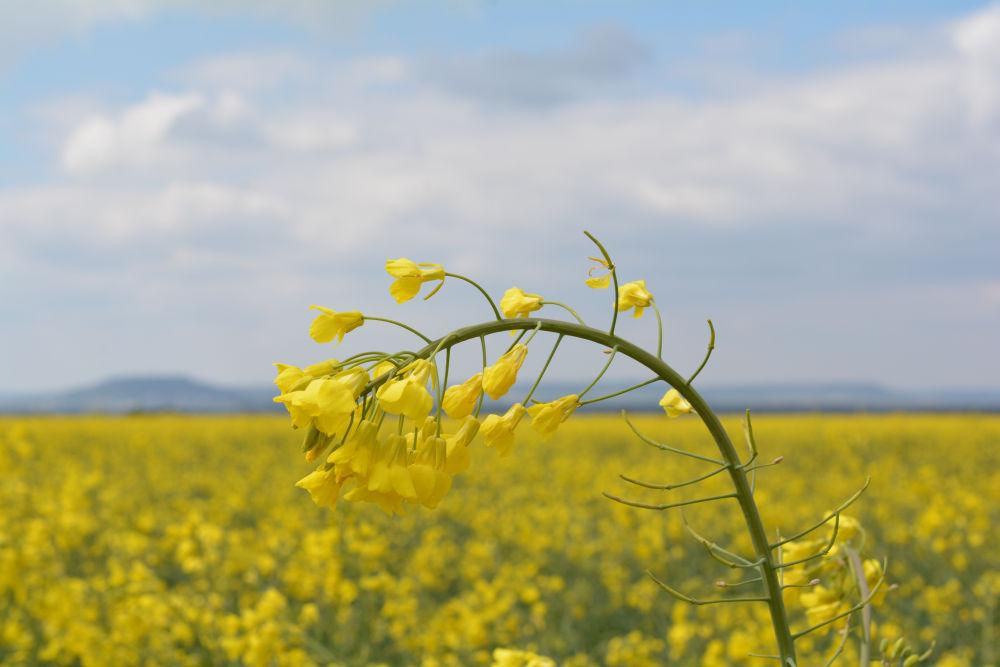 symptômes du gel au printemps sur colza