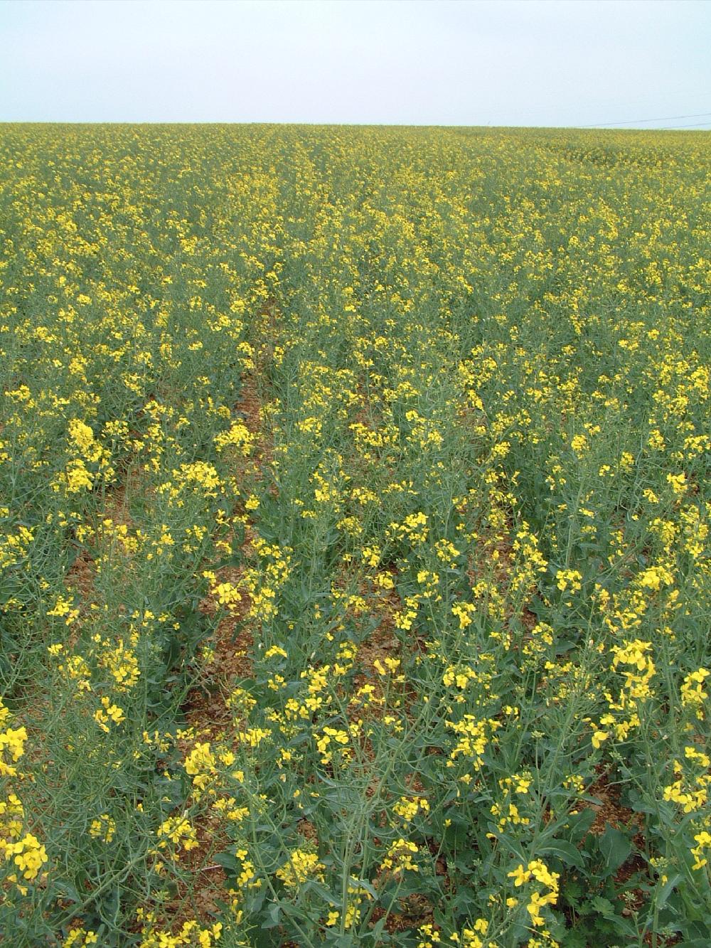 manque d'eau dans colza : sécheresse à la floraison