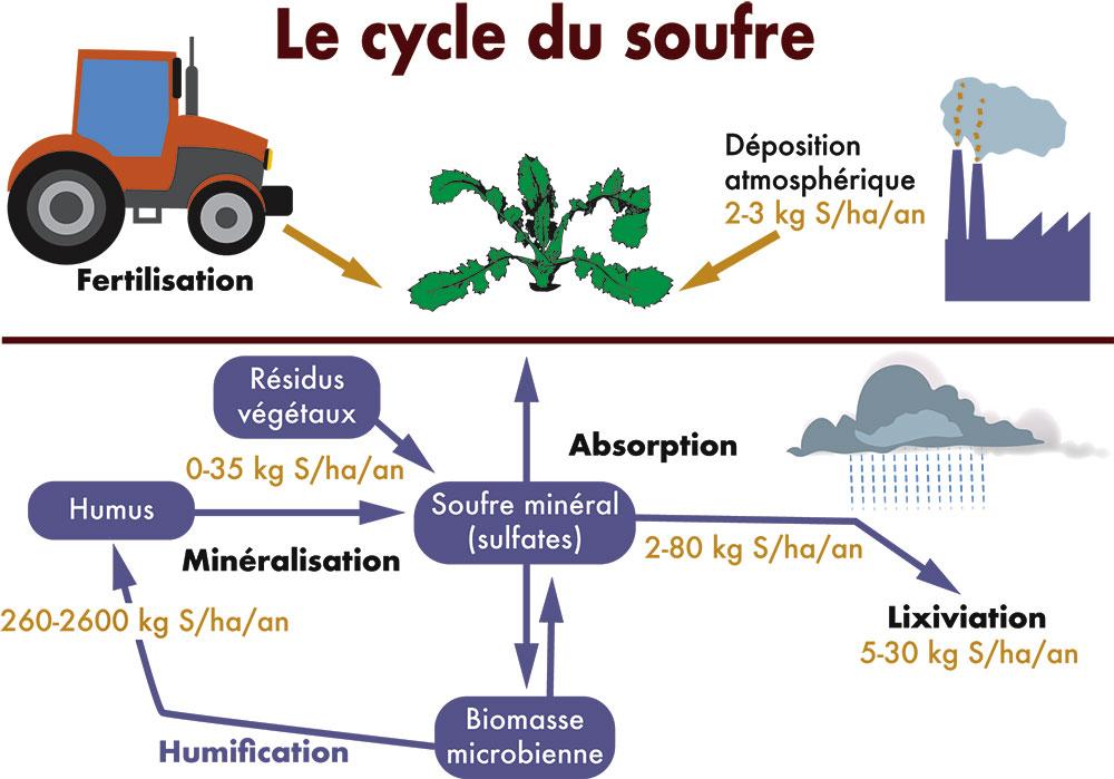 cycle du soufre colza