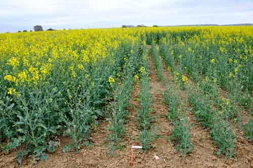 carence en phosphore sur colza à floraison